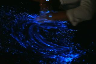 petit crabe bioluminescent Ángel León